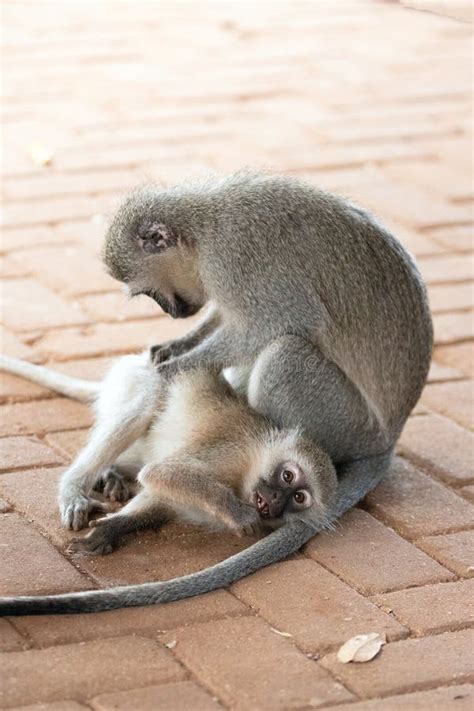 Vervet Monkey Mother Grooming Baby In Krueger National Park In South