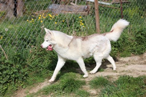 Shasta Husky Passion Elevage de Husky sibérien