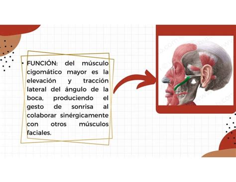 Músculos de la expresión facial y de la masticación humanos PPT