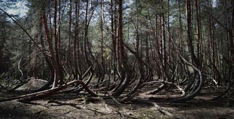 Seven Of The Most Terrible Of The World S Forests Pictolic