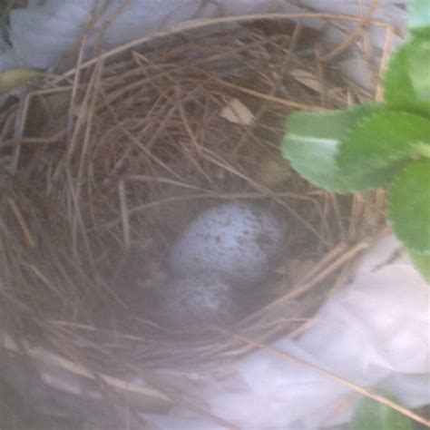 Northern Cardinal Eggs Project Noah