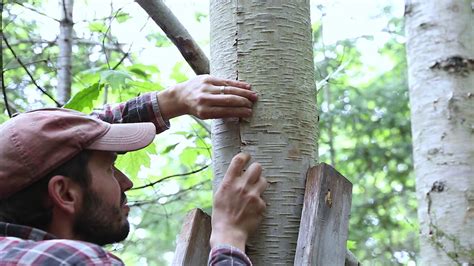 How To Harvest Birch Bark Green Woodworking Youtube