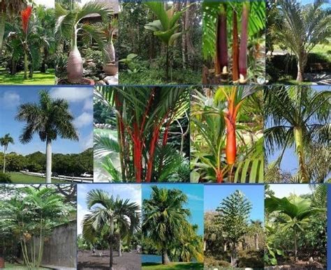 Palm Tree Seed Variety Pack 9 Species Patio Lawn