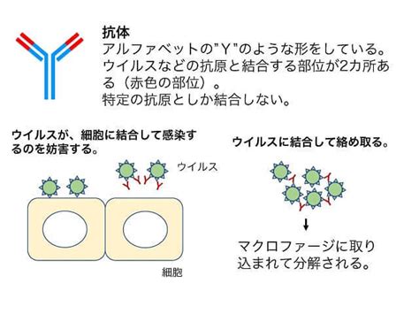 免疫とは何か？ 健康長寿ネット