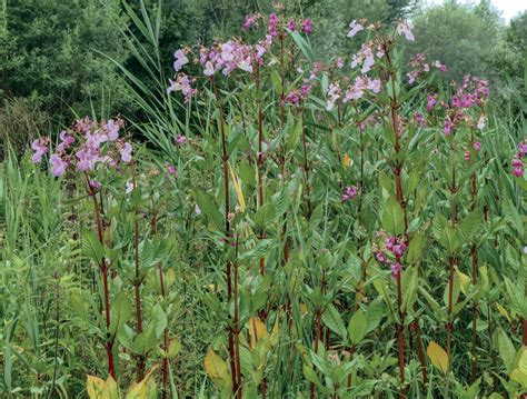 Balsamine G Ante Esp Ces Exotiques Envahissantes Hauts De France