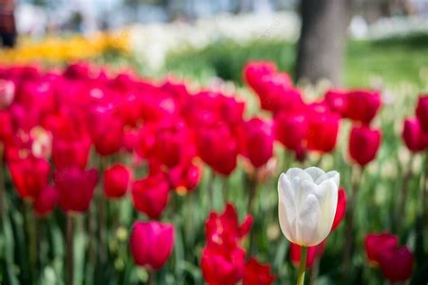 Tulips In Bloom The Majestic Beauty Of Springs Tulip Field Photo