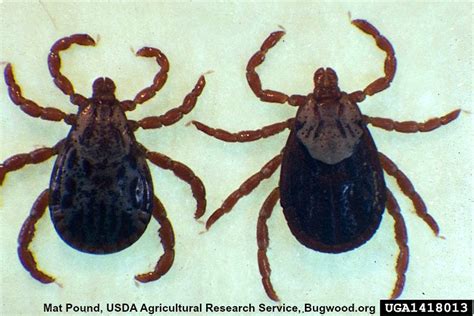 What Does A Tick Look Like Tick Guide And Identification