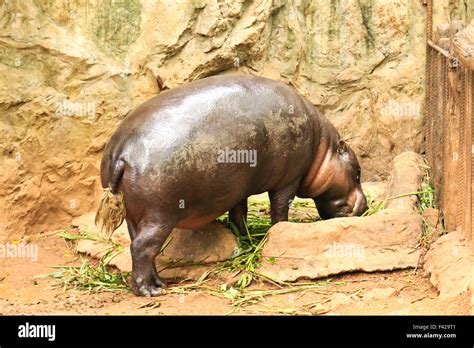 Hippotamus amphibious hi-res stock photography and images - Alamy