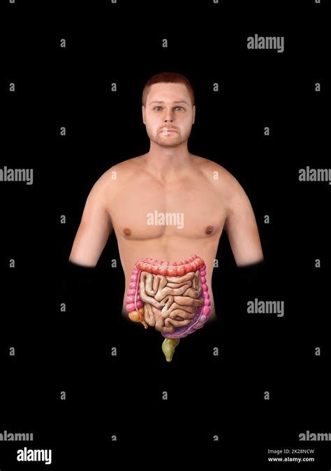 Gros et petit intestin isolé sur le blanc Anatomie du système digestif