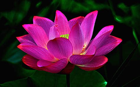 Pink Lotus Macro Bokeh Pink Flowers Nelumbo Nucifera Lotus Hd