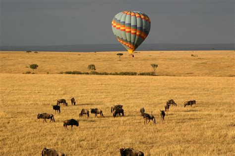 Masai Mara Fly In Safari Premium Ab Bis Mombasa Rundreise Buchen