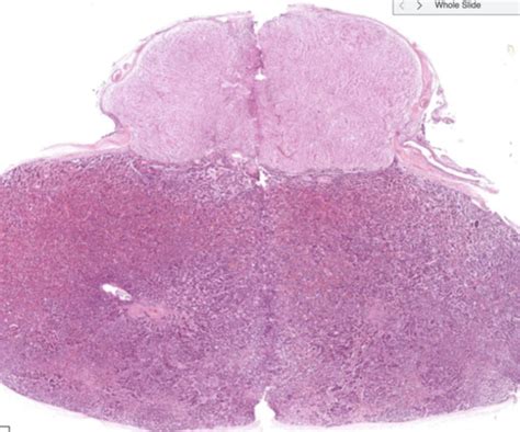 Endocrine glands histology Flashcards | Quizlet