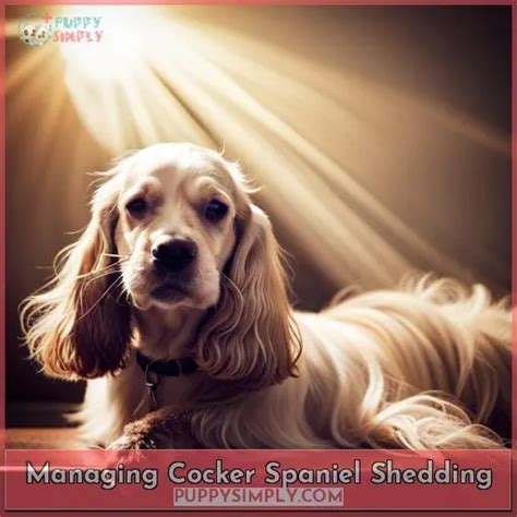 Do Cocker Spaniels Shed A Guide To Managing Their Coats