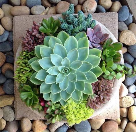 How To Make An Indoor Succulent Dish Garden Succulents Planting