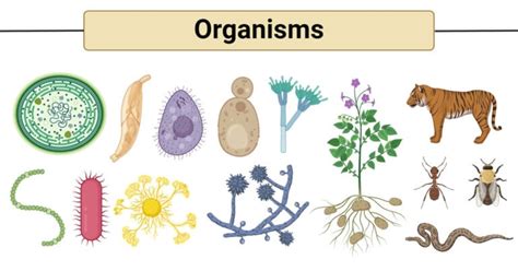 Organisms and their Classification