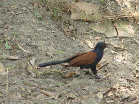 Greater Coucal Project Noah