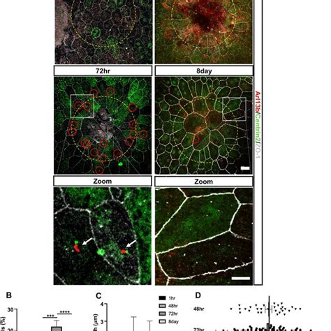 Primary Cilia Reassembly In Adult Rpe During Repair A Representative Download Scientific