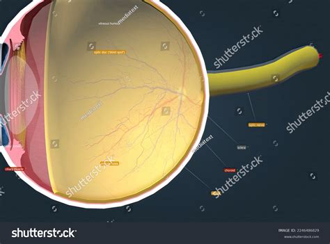 Structure Human Eye Anatomy Vision 3d Stock Illustration 2246486829