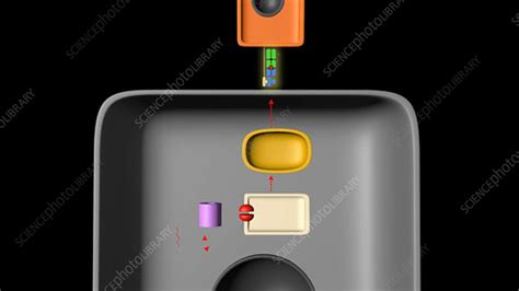 Antigen Presentation And T Cell Activation Stock Video Clip K004