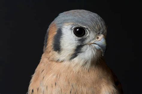 Bir040 00013 Joel Sartore