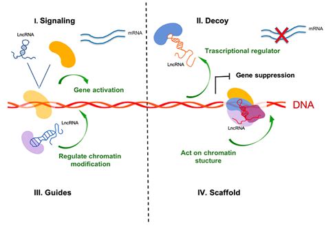 Ijms Free Full Text Long Non Coding Rnas As Important Biomarkers In