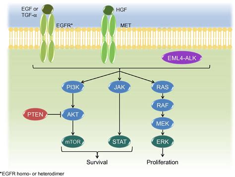 Alk Translocation And Crizotinib In Non Small Cell Lung Cancer An Evolving Paradigm In Oncology