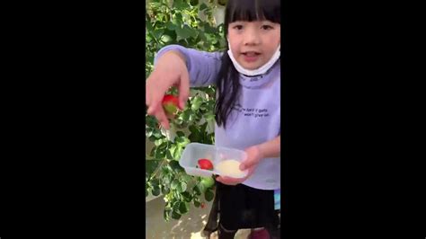 Strawberry Picking In Chiba Japan Youtube