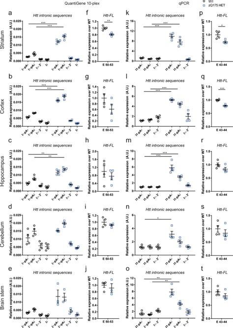 Extensive Expression Analysis Of Htt Transcripts In Brain Regions From