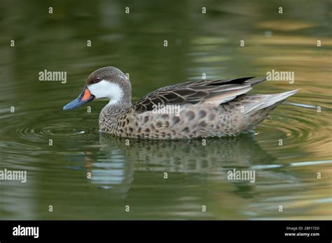 The Red Billed Teal Or Red Billed Duck Is A Dabbling Duck Which Is An