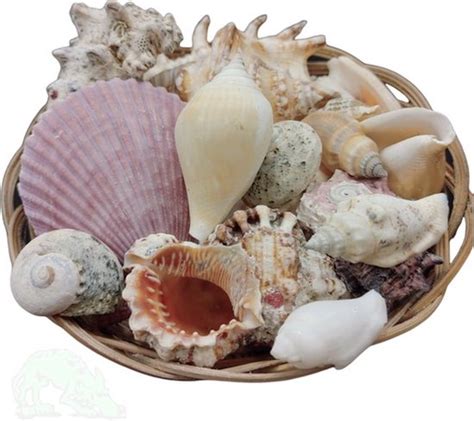 Schelpen Mix 900gram Decoratie Zee Decoratie Mandje Schelpen Bol