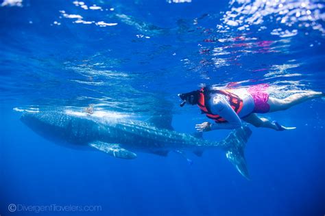 How to See Whale Sharks in Cancun: Best Tours & Tips