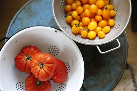 Late Summer Tomato Care — Amy Pennington