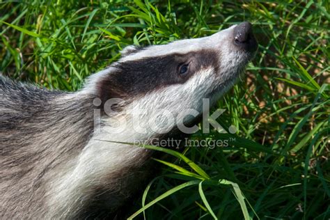 European Badger Stock Photo | Royalty-Free | FreeImages