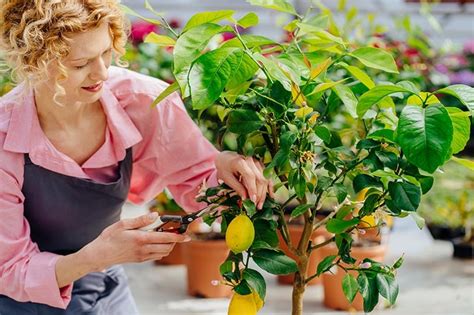 Common Gardening Myths Misconceptions Debunked House Grail