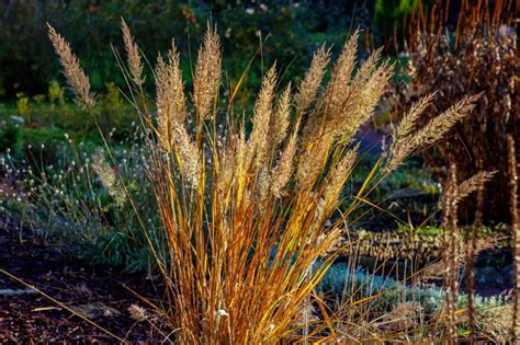 Calamagrostis X Acutiflora Karl Foerster Gramin E Le Jardin D Eau