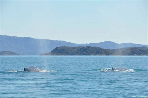 Whale Safari Maniitsoq West Greenland Guide To Greenland