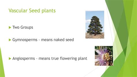 Vascular Seed Plants Two Groups Gymnosperms Means Naked Seed