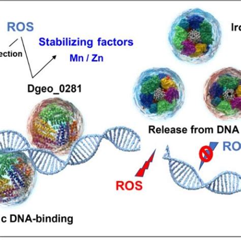 Regulatory Scheme Of Dgdps Dgeo And Dgeo Both Dgdps And