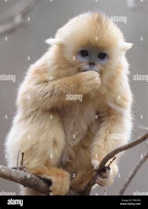 Cute baby Golden Snub-nosed Monkey (Rhinopithecus roxellana Stock Photo ...