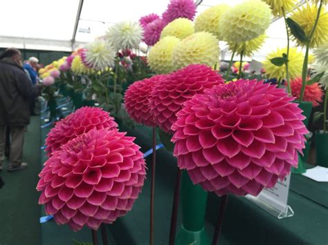 National Dahlia Society Annual Show 2015 And Rhs Dahlia Trials Jack