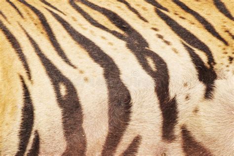 Close-Up, Real Skin Texture of Tiger Stock Image - Image of tiger ...