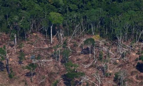 Los Humanos Hemos Degradado Más De Un Tercio De Los Bosques Del Amazonas