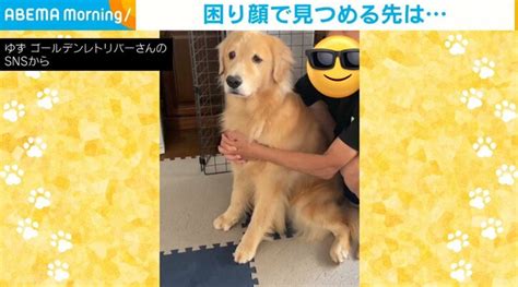 犬「どこにも行かないで！」飼い主が席を外すと困り顔 切ない表情が可愛すぎる 話題 Abema Times アベマタイムズ