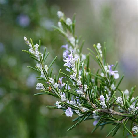 Fiori Rosmarino Ecco Come Usarli