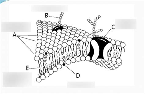 Biology - Cell Membrane & Transport Diagram | Quizlet