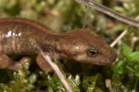 Euprocte De Corse Corsican Mountain Newt Euproctus Mont Flickr