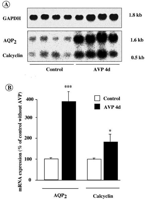 Effect Of Chronic AVP Treatment On Calcyclin And AQP 2 MRNA Expression