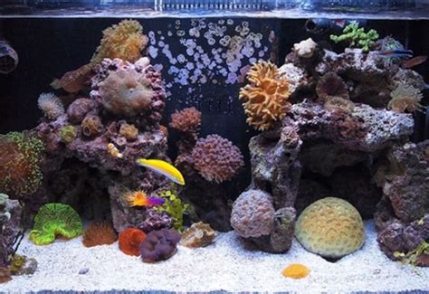 Types Saltwater Plants