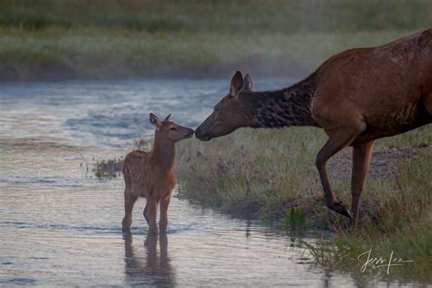 Soft Kisses | Elk Mom & Baby | Yellowstone National Park, Wyoming ...