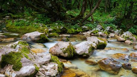 Imagem desfocada do fluxo de água que flui pela bela floresta verde